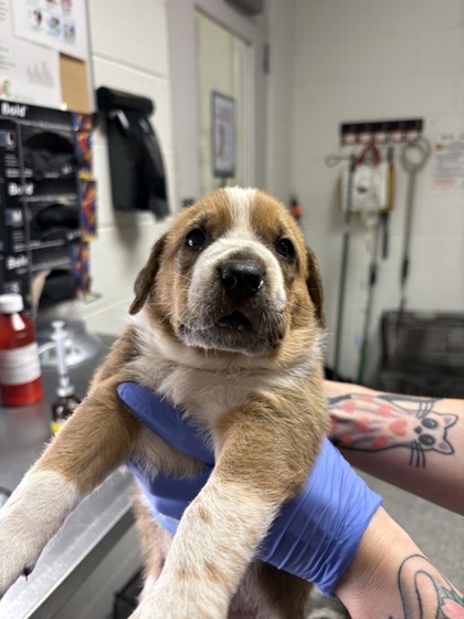 Shelter Stray Male Dog last seen Acradia Dr, Knox County GP, TN, 3201 Division St, Knoxville, TN 37919, USA