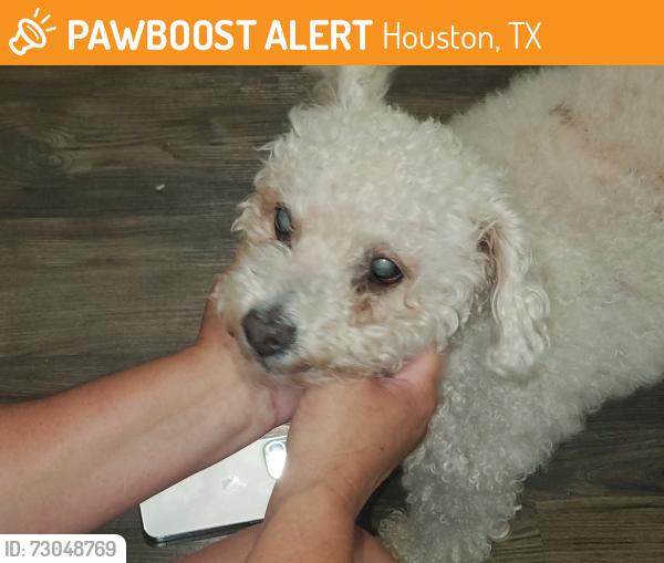 Found/Stray Male Dog last seen Barker Cypress @ Maude Creek Farms Lane, Houston, TX 77084