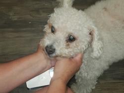 Found/Stray Male Dog last seen Barker Cypress @ Maude Creek Farms Lane, Houston, TX 77084