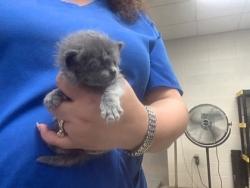 Shelter Stray Female Cat last seen Near martin st, West District, , 355 Hillshire Dr, Haslet, TX 76052, USA
