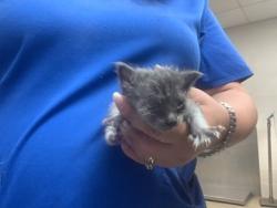 Shelter Stray Female Cat last seen Near martin st, West District, , 355 Hillshire Dr, Haslet, TX 76052, USA