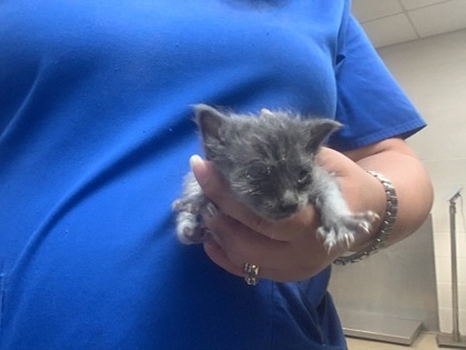 Shelter Stray Female Cat last seen Near martin st, West District, , 355 Hillshire Dr, Haslet, TX 76052, USA