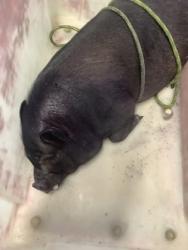 Shelter Stray Male Pig last seen Near Curzon Ave, West District, TX, 355 Hillshire Dr, Haslet, TX 76052, USA