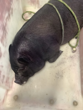 Shelter Stray Male Pig last seen Near Curzon Ave, West District, TX, 355 Hillshire Dr, Haslet, TX 76052, USA