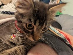 Lost Male Cat last seen 16th and 1st near ollies, Zephyrhills, FL 33542