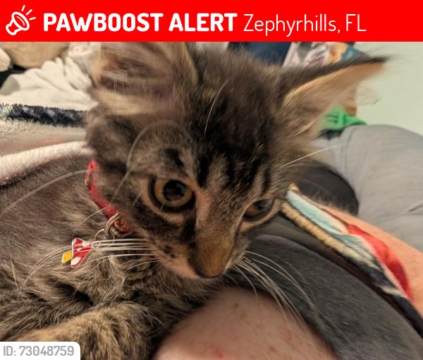 Lost Male Cat last seen 16th and 1st near ollies, Zephyrhills, FL 33542