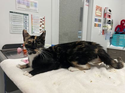 Shelter Stray Female Cat last seen N Jackson Ave & NE Russell Rd, 64117, 64117, MO, 7077 Elmwood Ave, Kansas City, MO 64132, USA