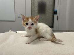 Shelter Stray Male Cat last seen N Jackson Ave & NE Russell Rd, 64117, 64117, MO, 7077 Elmwood Ave, Kansas City, MO 64132, USA