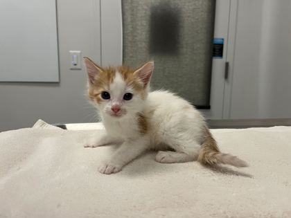 Shelter Stray Male Cat last seen N Jackson Ave & NE Russell Rd, 64117, 64117, MO, 7077 Elmwood Ave, Kansas City, MO 64132, USA