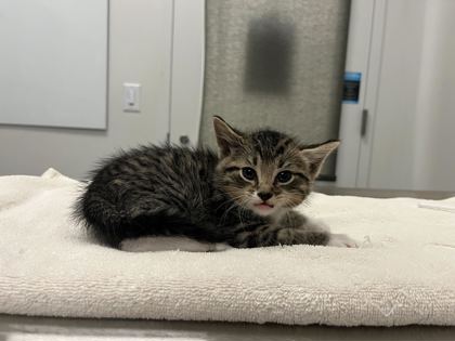 Shelter Stray Male Cat last seen N Jackson Ave & NE Russell Rd, 64117, 64117, MO, 7077 Elmwood Ave, Kansas City, MO 64132, USA