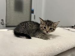 Shelter Stray Female Cat last seen N Jackson Ave & NE Russell Rd, 64117, 64117, MO, 7077 Elmwood Ave, Kansas City, MO 64132, USA