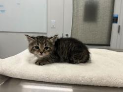 Shelter Stray Female Cat last seen N Jackson Ave & NE Russell Rd, 64117, 64117, MO, 7077 Elmwood Ave, Kansas City, MO 64132, USA