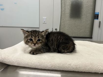 Shelter Stray Female Cat last seen N Jackson Ave & NE Russell Rd, 64117, 64117, MO, 7077 Elmwood Ave, Kansas City, MO 64132, USA