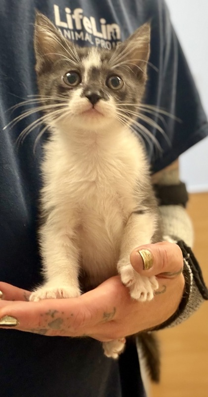 Shelter Stray Female Cat last seen Near Morningside Village Ln 3554/H Atlanta, 30340, 30340, GA, 3280 Chamblee Dunwoody Rd, Chamblee, GA 30341, USA