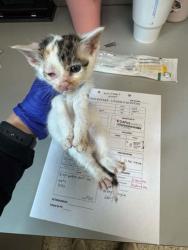 Shelter Stray Female Cat last seen Under Car 38114, Memphis, TN, 935 Farm Rd, Memphis, TN 38134, USA