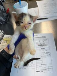 Shelter Stray Male Cat last seen Under Car 38114, Memphis, TN, 935 Farm Rd, Memphis, TN 38134, USA