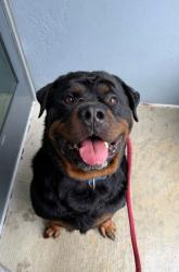 Shelter Stray Male Dog last seen Near N Milton Ave Balt., MD 21213, 21213, MD, 301 Stockholm St, Baltimore, MD 21230, USA