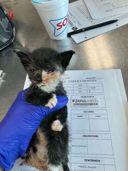 Shelter Stray Female Cat last seen Under Car 38114, Memphis, TN, 935 Farm Rd, Memphis, TN 38134, USA