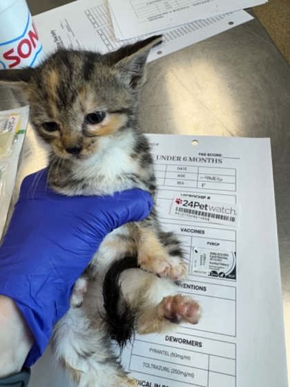 Shelter Stray Female Cat last seen Under Car 38114, Memphis, TN, 935 Farm Rd, Memphis, TN 38134, USA