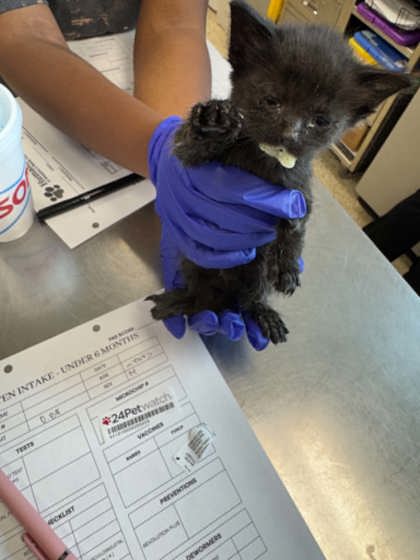 Shelter Stray Male Cat last seen Under Car 38114, Memphis, TN, 935 Farm Rd, Memphis, TN 38134, USA