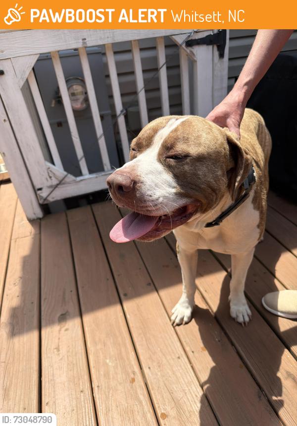Found/Stray Male Dog last seen Mount Hope Church and Cook Stewart Rd Whitsett NC, Whitsett, NC 27377