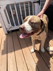 Found/Stray Male Dog last seen Mount Hope Church and Cook Stewart Rd Whitsett NC, Whitsett, NC 27377