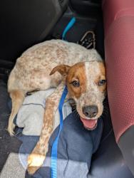 Found/Stray Male Dog last seen Oltorf/ pleasant valley , Austin, TX 78741