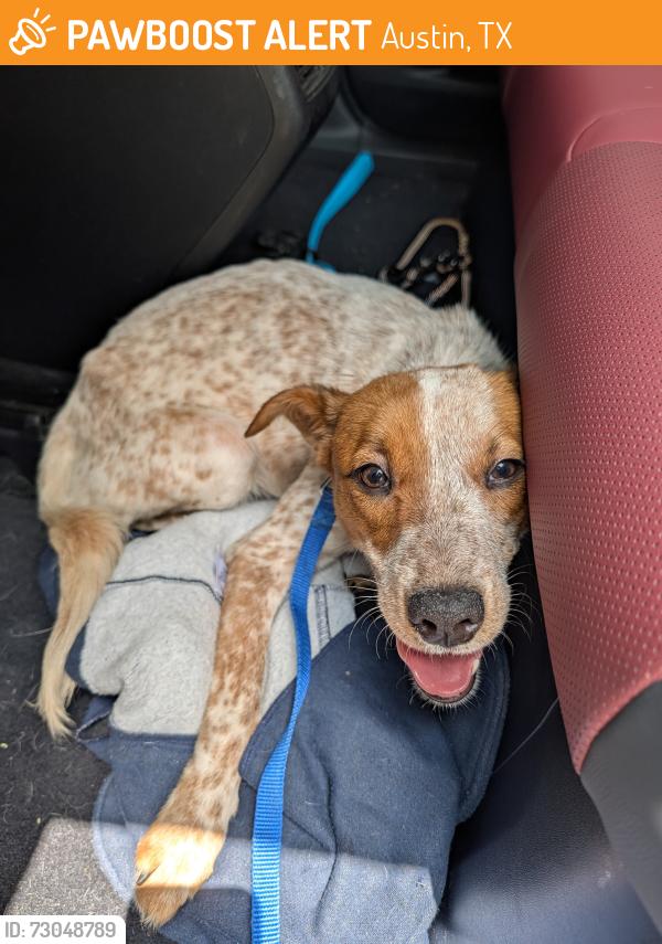 Found/Stray Male Dog last seen Oltorf/ pleasant valley , Austin, TX 78741