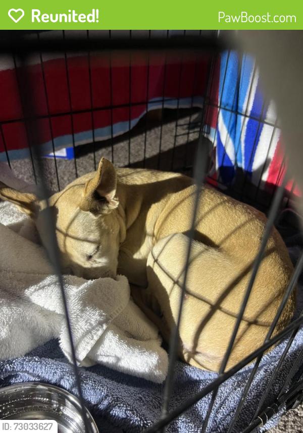Reunited Female Dog last seen Ocean & Cerritos, Long Beach, CA 90831