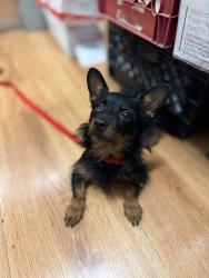 Found/Stray Female Dog last seen Whittier blvd & Tenth st. Montebello ca, Montebello, CA 90640