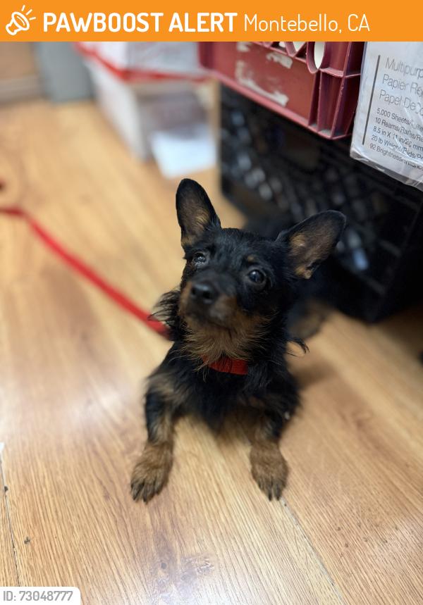 Found/Stray Female Dog last seen Whittier blvd & Tenth st. Montebello ca, Montebello, CA 90640