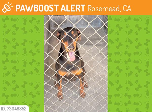 Found/Stray Unknown Dog last seen rose glen , Rosemead, CA 91770