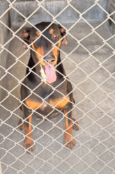 Found/Stray Unknown Dog last seen rose glen , Rosemead, CA 91770