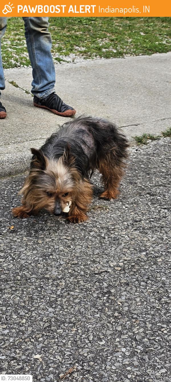 Found/Stray Male Dog last seen 62nd and Keystone Ave, Indianapolis, IN 46220