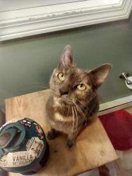 Found/Stray Female Cat last seen Yale Physicians Building Garage on the second floor, New Haven, CT 06519