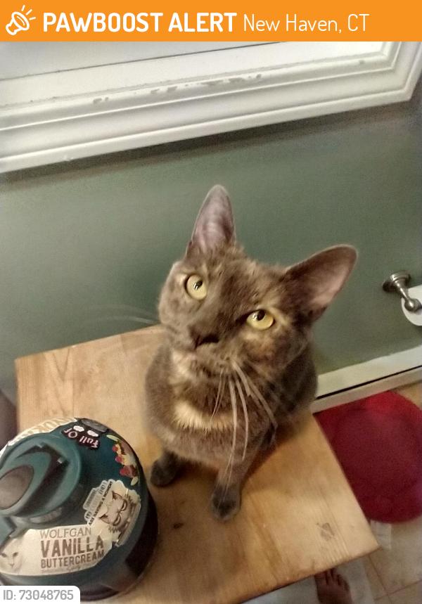Found/Stray Female Cat last seen Yale Physicians Building Garage on the second floor, New Haven, CT 06519