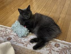 Reunited Female Cat last seen Near Major St, Toronto, ON, Toronto, ON M5S 2L4