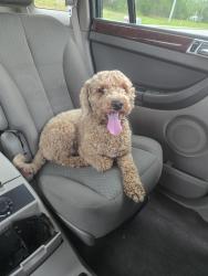 Reunited Unknown Dog last seen Jupiter and Weaver, Palm Bay, FL 32907