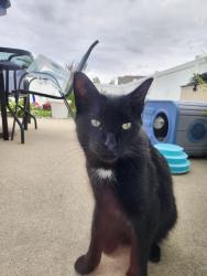 Found/Stray Male Cat last seen Morgan Creek, Fort Wayne, IN 46808
