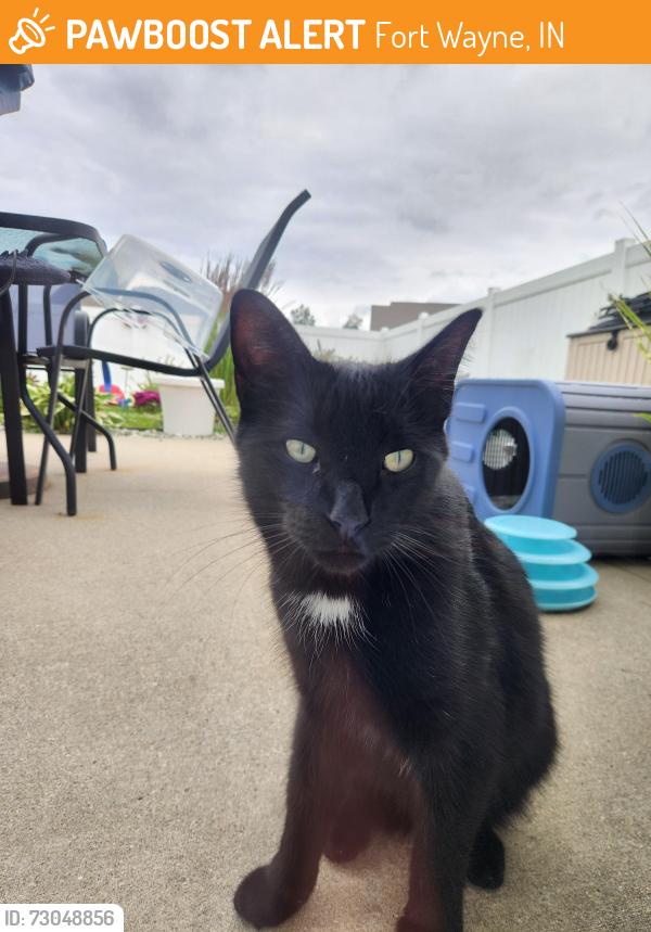 Found/Stray Male Cat last seen Morgan Creek, Fort Wayne, IN 46808