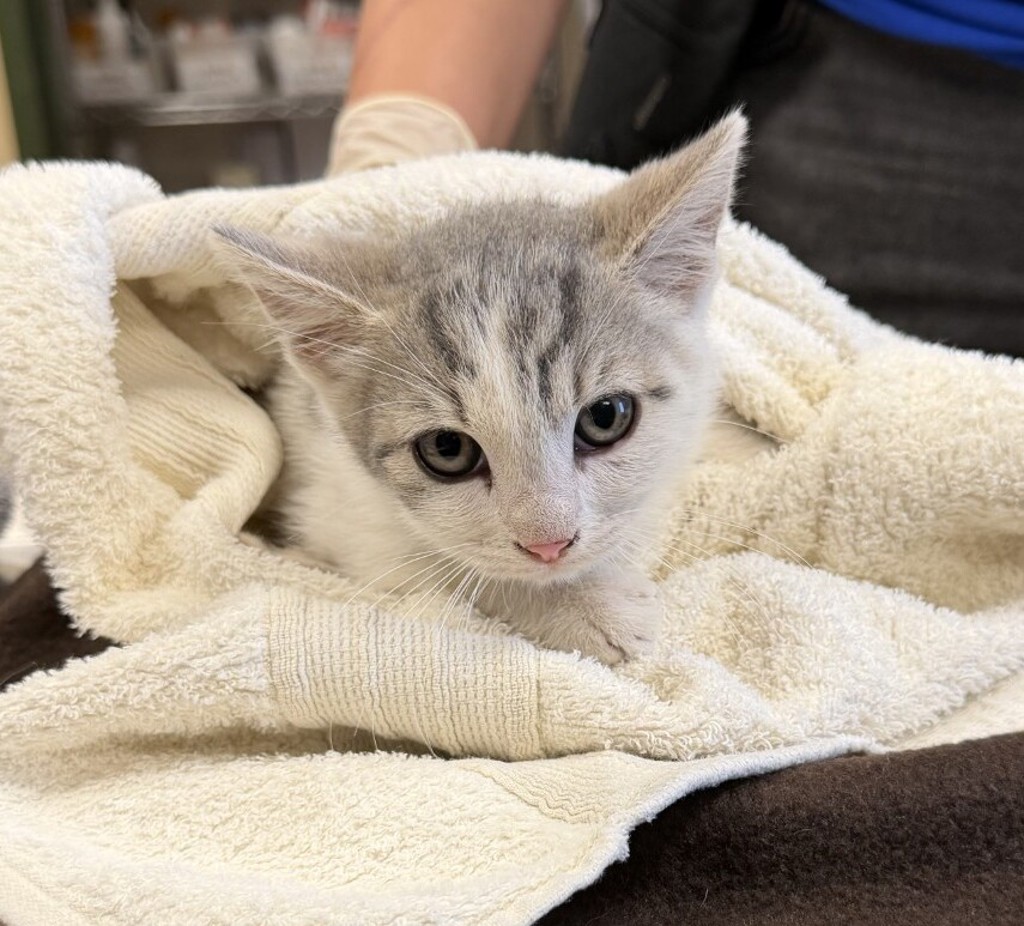 Shelter Stray Male Cat last seen Near locust st, LIVERMORE, CA, 94551, 8323 Baldwin St, Oakland, CA 94621, USA