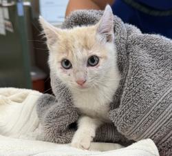 Shelter Stray Male Cat last seen Near locust st, LIVERMORE, CA, 94551, 8323 Baldwin St, Oakland, CA 94621, USA