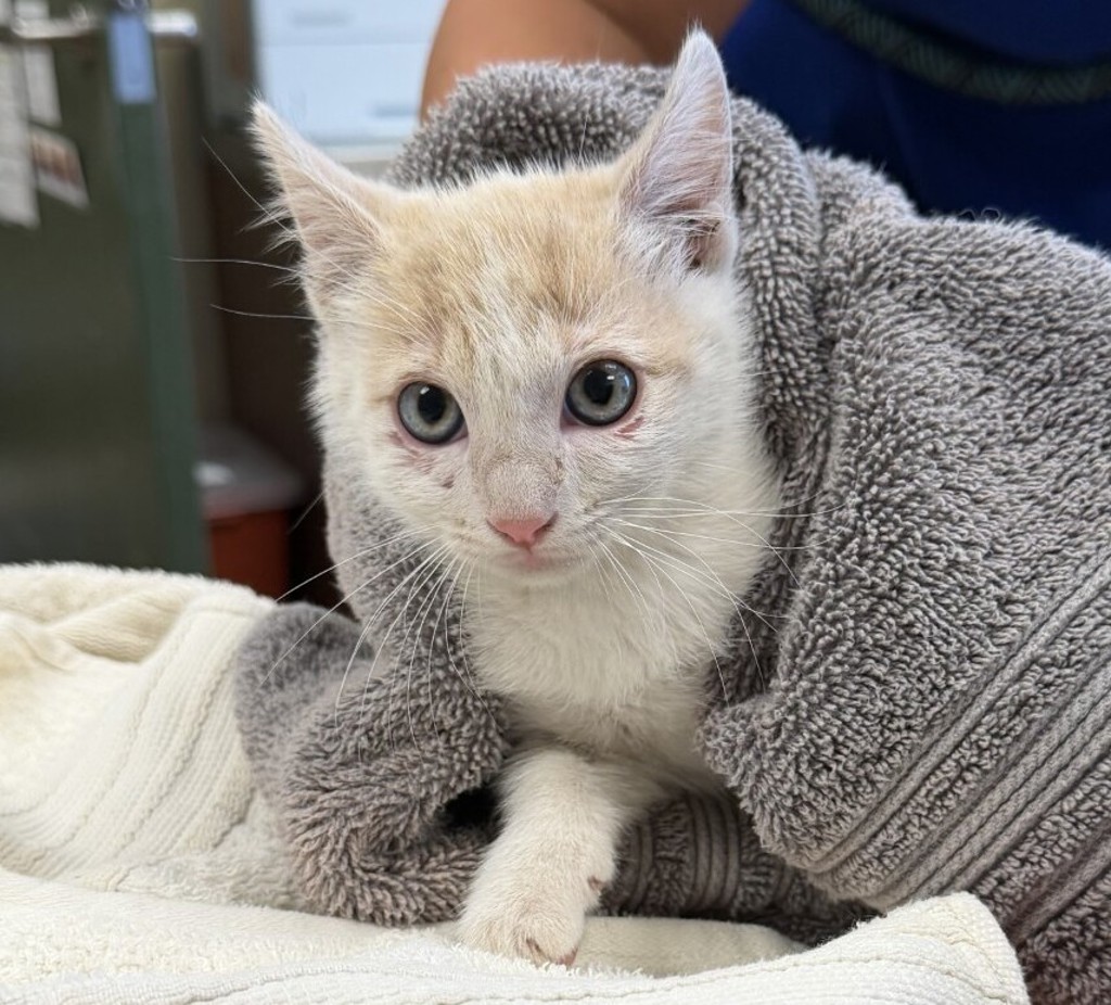 Shelter Stray Male Cat last seen Near locust st, LIVERMORE, CA, 94551, 8323 Baldwin St, Oakland, CA 94621, USA