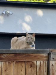 Lost Male Cat last seen South Washington st & Tennessee, Denver, CO 80209