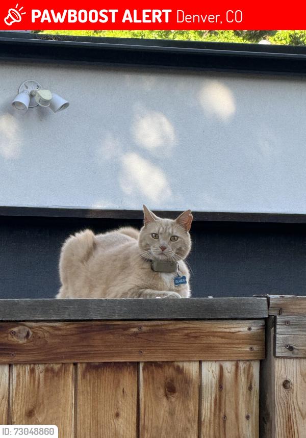 Lost Male Cat last seen South Washington st & Tennessee, Denver, CO 80209