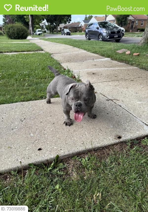 Reunited Male Dog last seen Minneapolis and louis, Franklin Park, IL 60131