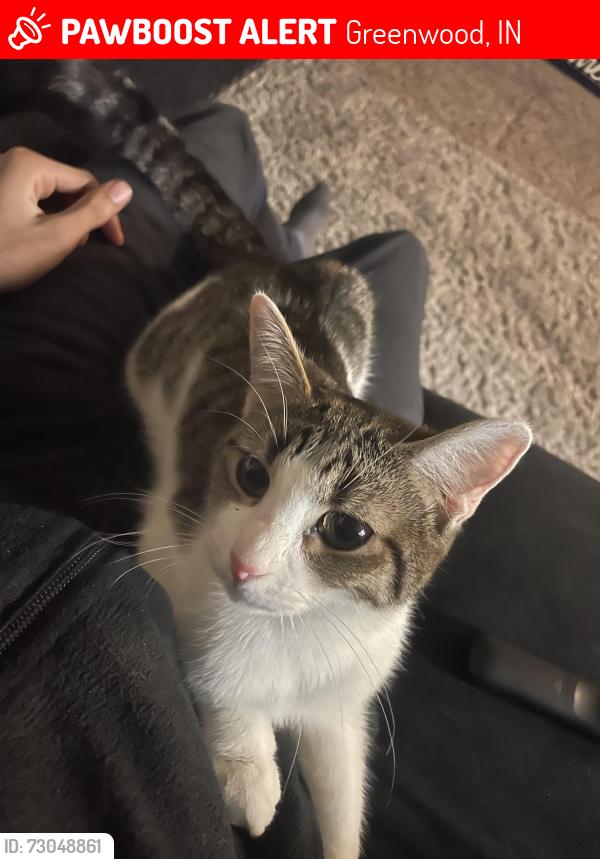 Lost Female Cat last seen Fry rd and us 31, Greenwood, IN 46142