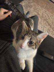 Lost Female Cat last seen Fry rd and us 31, Greenwood, IN 46142