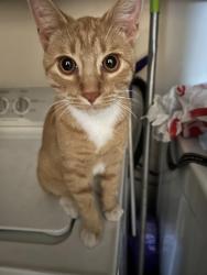 Reunited Male Cat last seen 16th street and Glendale, Phoenix, AZ 85014