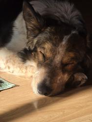 Reunited Male Dog last seen Spanaway loop and military, Spanaway, WA 98387